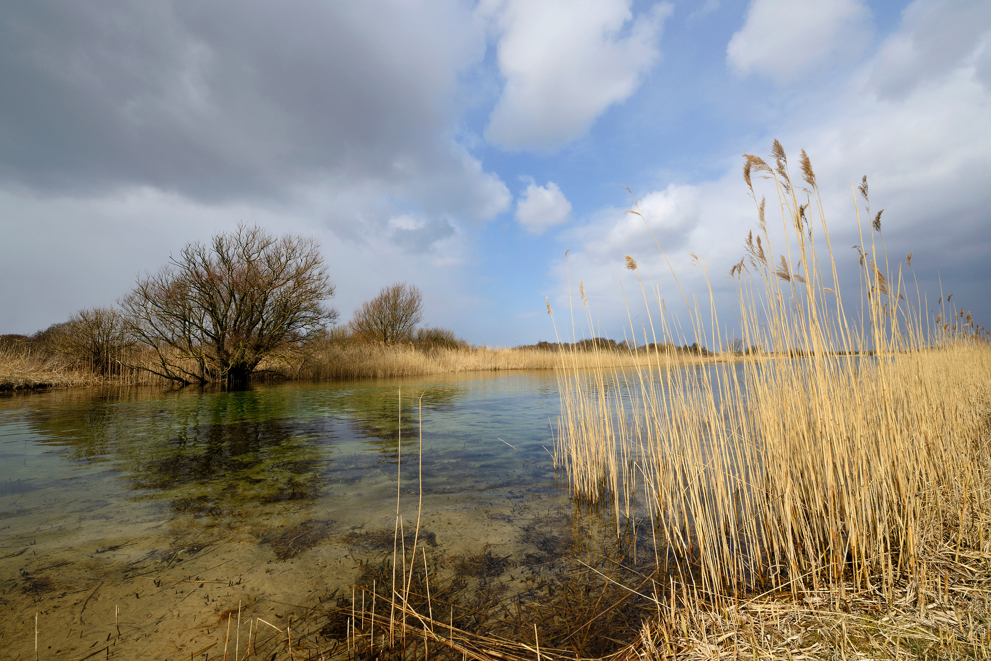Oever met rietkraag langs infiltratiekanaal met helder water in het waterwingebied van het Noordhollands Duinreservaat bij Castricum.