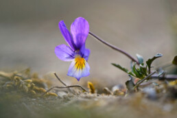 Blad, stengel en paarsblauwe bloem van duinviooltje (Viola curtisii) op een zanderige duinhelling in het Noordhollands Duinreservaat bij Bakkum.