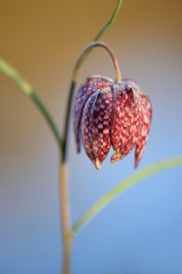 Stengel en paarse bloem van kievitsbloem (Fritillaria meleagris) aan de waterkant op Landgoed Elswout in Overveen.