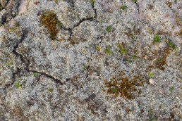 Witte grondschubben van zomersneeuw (Cladonia foliacea) bedekken een groot stuk duinzand van de Noordduinen bij Julianadorp