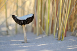 Duinfranjehoed (Psathyrella ammophila) tussen de stengels van helmgras op het kale duinzand van de zandverstuiving Van Limburg Stirum Vallei in de Amsterdamse Waterleidingduinen bij De Zilk.