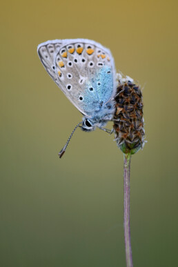 Icarusblauwtje (Polyommatus icarus) met gesloten vleugels rustend op een plant tijdens avond in het Zwanenwater bij Callantsoog.