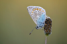 Icarusblauwtje (Polyommatus icarus) met gesloten vleugels rustend op een plant tijdens avond in het Zwanenwater bij Callantsoog.