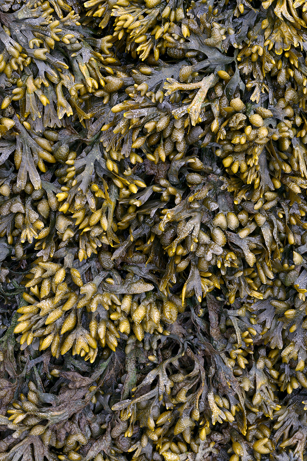 Dichte mat van blaaswier (Fucus vesiculosus) valt droog tijdens laagwater aan de voet van de Afsluitdijk bij Den Oever
