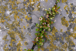 Bloeiend melkkruid (Glaux maritima) tussen met korstmossen bedekte keien van de Afsluitdijk bij Den Oever.