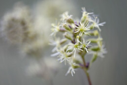 Groengele bloemen van oorsilene (Silene otites) in het zeedorpenlandschap van het Noordhollands Duinreservaat bij Egmond aan Zee