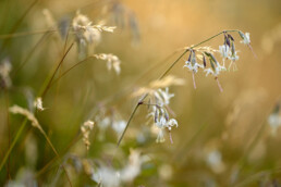 Warm licht van zonsondergang schijnt op witte bloemen van nachtsilene (Silene nutans) in het Noordhollands Duinreservaat bij Wijk aan Zee