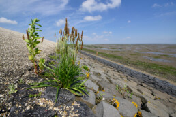 Zeeweegbree (Plantago maritima) tussen de keien tijdens laagwater aan de voet van de waddenzeedijk op het eiland Texel.