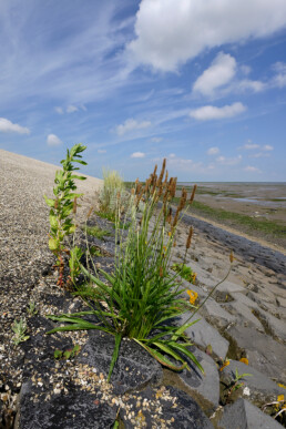 Zeeweegbree (Plantago maritima) tussen de keien tijdens laagwater aan de voet van de waddenzeedijk op het eiland Texel.