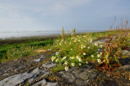 Reukeloze kamille (Tripleurospermum maritimum) tussen de stenen van een dijk aan de rand van de Waddenzee op het voormalige eiland Wieringen.