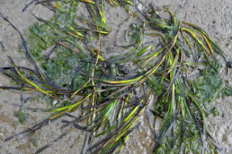 Groot zeegras (Zostera marina) ligt uitgespreid op het drooggevallen slik tijdens laagwater op het Balgzand bij Den Helder.