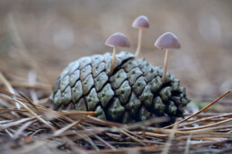 Drie paddestoelen op een dennenappel tussen de naalden van het naaldbos in de Schoorlse Duinen