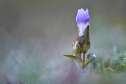 Korte steel en paarse bloem van veldgentiaan (Gentianella campestris) in een natte duinvallei in het Noordhollands Duinreservaat bij Egmond.