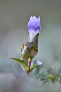 Korte steel en paarse bloem van veldgentiaan (Gentianella campestris) in een natte duinvallei in het Noordhollands Duinreservaat bij Egmond.