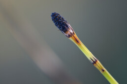 Stengel en sporenaar van bonte paardenstaart (Equisetum variegatum) in een natte duinvallei in het Noordhollands Duinreservaat bij Egmond-Binnen.