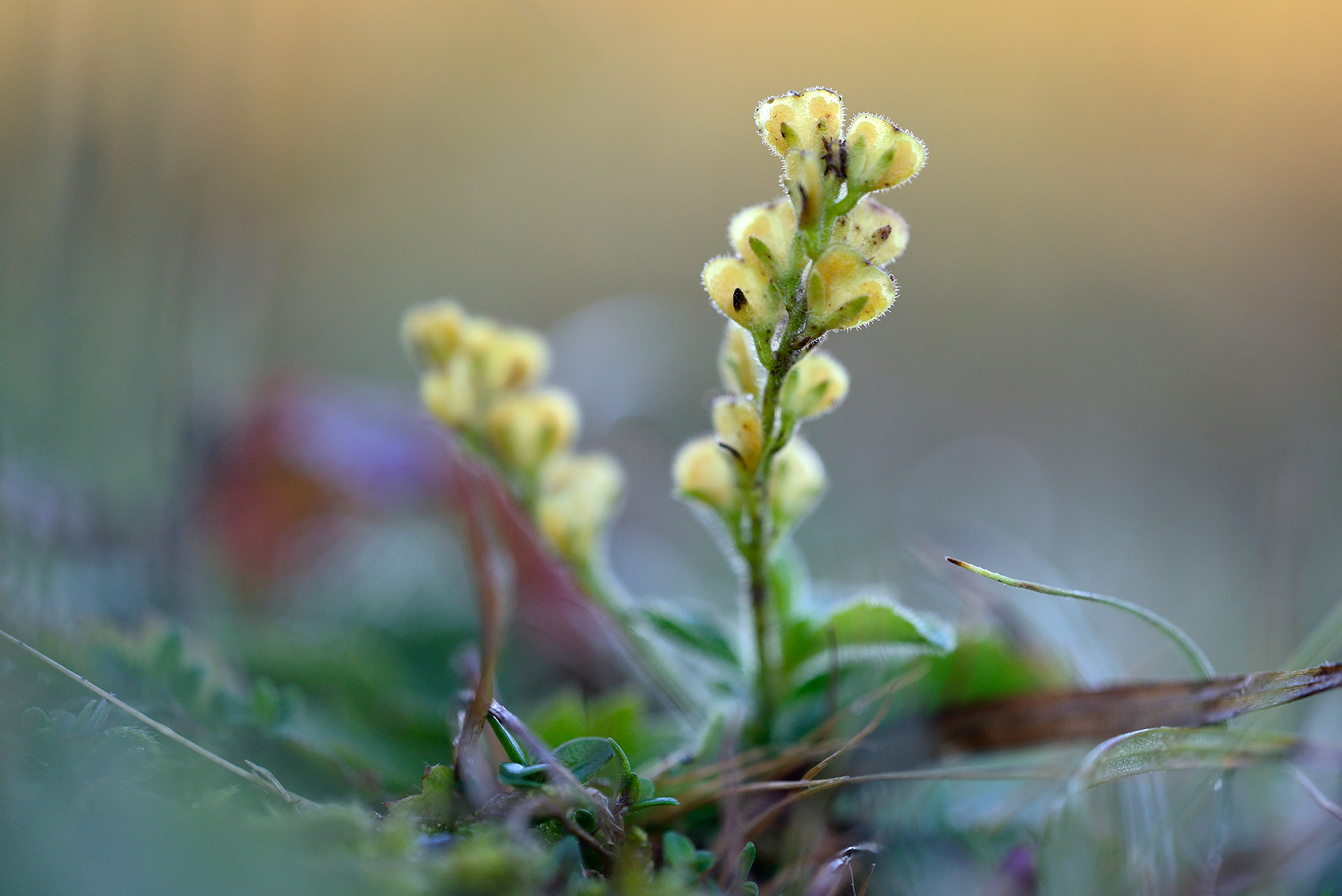 Gele, hartvormige doosvruchten van mannetjesereprijs (Veronica officinalis) in het Noordhollands Duinreservaat bij Egmond.