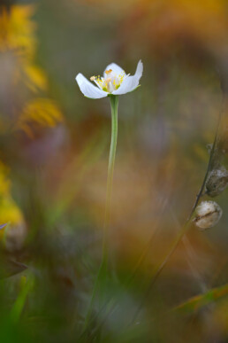 Stengel en witte bloem van parnassia (Parnassia palustris) tussen verkleurde planten van een natte duinvallei in het Noordhollands Duinreservaat bij Heemskerk.