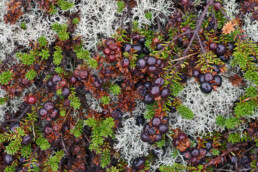 Zwarte, ronde bessen van kraaihei (Empetrum nigrum) tussen rendiermos op de duinheide van de Schoorlse Duinen