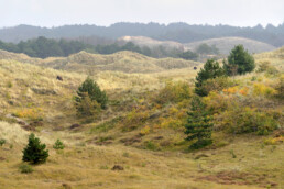 Uitzicht over de duinhellingen en naaldbomen van de Schoorlse Duinen bij Groet