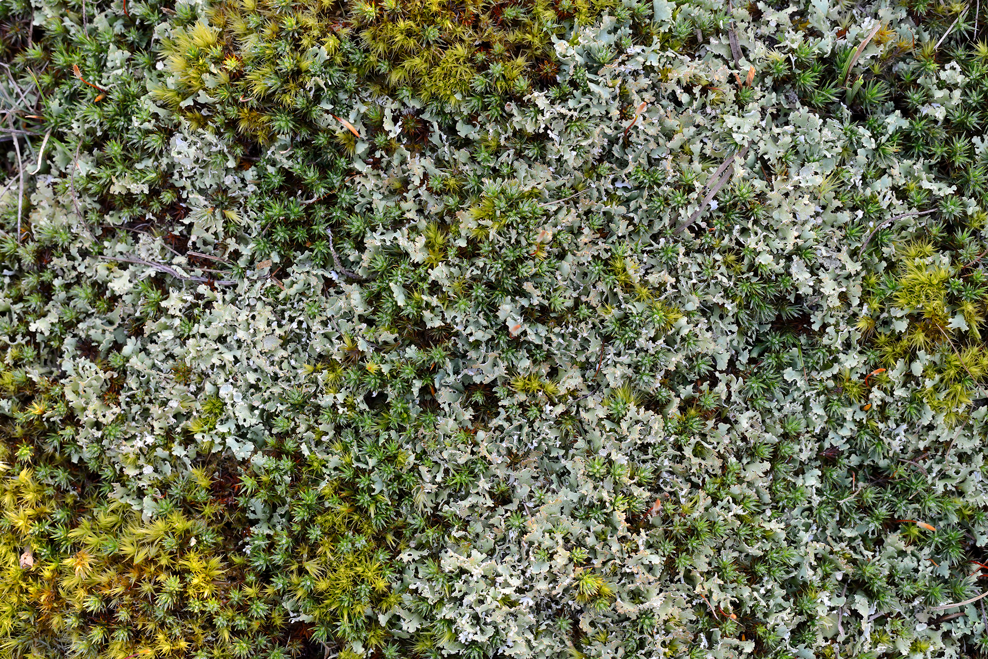 Verzameling van mossen op duinzand in het Nationaal Park Duinen van Texel bij Den Hoorn