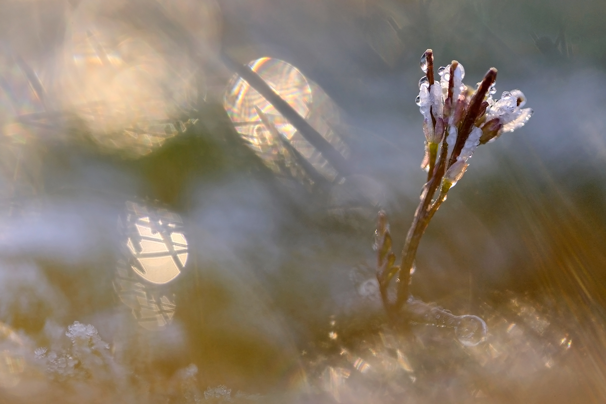 Kleine veldkers (Cardamine hirsuta) in tegenlicht tijdens zonsopkomst op een koude lentedag in de duinen van het waddeneiland Texel.