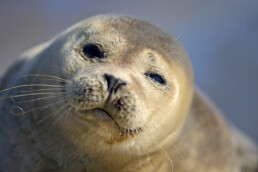 Portret van jonge, zonnende zeehond (Phoca vitulina) op de dijk bij De Cocksdorp op het waddeneiland Texel.