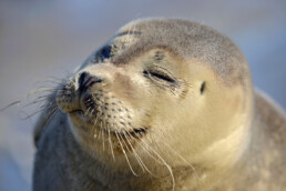 Portret van jonge, zonnende zeehond (Phoca vitulina) op de dijk bij De Cocksdorp op het waddeneiland Texel.