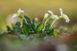 Blad, behaarde stengels en geelwitte bloemen van stengelloze sleutelbloem (Primula vulgaris) in het bos tijdens lente op Landgoed Elswout in Overveen.