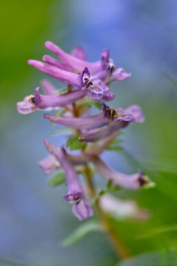 Stengel en paarsroze bloemen van vingerhelmbloem (Corydalis solida) tijdens lente op Landgoed Elswout in Overveen