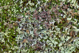 Bruin bekermos (Cladonia grayi) tussen zomersneeuw en zandhaarmos in de duinen van het Zwanenwater bij Callantsoog.