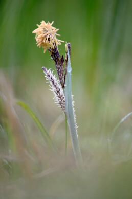 Bloeiende scherpe zegge (Carex acuta) aan de rand van het duinmoeras van het Zwanenwater bij Callantsoog