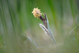 Bloeiende scherpe zegge (Carex acuta) aan de rand van het duinmoeras van het Zwanenwater bij Callantsoog