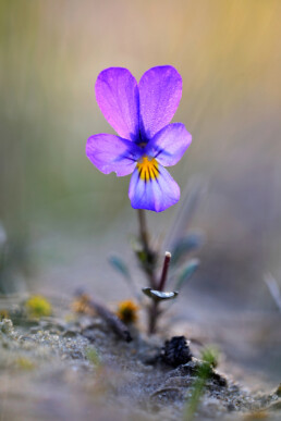 Stengel en paarsblauwe bloem van duinviooltje (Viola curtisii) in tegenlicht op zanderige duinhelling in de Amsterdamse Waterleidingduinen