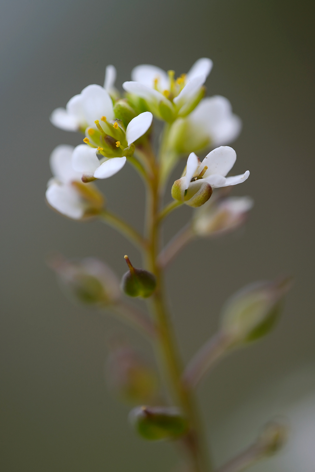 Witte bloemen van bloeiend Deens lepelblad (Cochlearia danica) aan de voet van dijk bij De Schorren op het waddeneiland Texel.