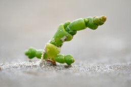 Kortarige zeekraal (Salicornia europaea) op opgedroogd zand tijdens laagwater in De Slufter van het Nationaal Park Duinen van Texel