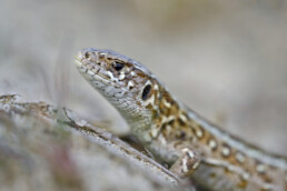 Zandhagedis (Lacerta agilis) op zanderige duinhelling in het Noordhollands Duinreservaat bij Egmond aan den Hoef.