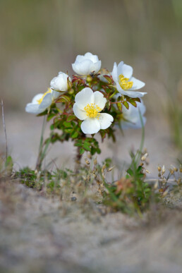 Witte bloemen van bloeiende duinroos (Rosa pimpinellifolia) op een zanderige duinhelling in het Noordhollands Duinreservaat bij Egmond aan den Hoef