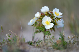 Witte bloemen van bloeiende duinroos (Rosa pimpinellifolia) op een zanderige duinhelling in het Noordhollands Duinreservaat bij Egmond aan den Hoef