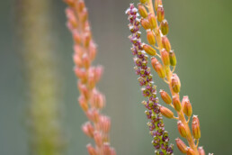 Stengels en bloemen van bloeiend schorrenzoutgras (Triglochin maritima) in De Slufter van het Nationaal Park Duinen van Texel.