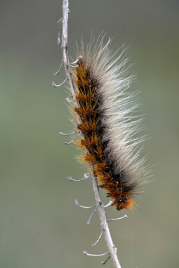 Rups van de nachtvlinder Grote beer (Arctia caja) vastgeklemd op een tak van duindoorn in het Nationaal Park Duinen van Texel.