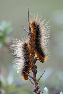 Rups van de nachtvlinder Grote beer (Arctia caja) vastgeklemd op een tak van duindoorn in het Nationaal Park Duinen van Texel.