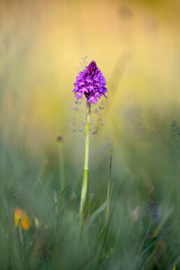 Lange steel met tros paarse bloemen van bloeiend hondskruid (Anacamptis pyramidalis) in het Noordhollands Duinreservaat bij Wijk aan Zee.