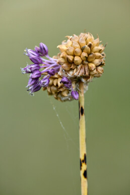 Paarse bloemen van bloeiende kraailook (Allium vineale) in het zeedorpenlandschap van het Noordhollands Duinreservaat bij Wijk aan Zee.