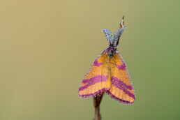 Dauwdruppels op vleugels en voelsprieten van zuringspanner (Lythria cruentaria) tijdens zonsopkomst in het Noordhollands Duinreservaat