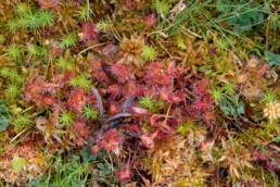 Ronde zonnedauw (Drosera rotundifolia) tussen veenmos bij een poel in het Groot Zwarteveld van de Amsterdamse Waterleidingduinen.