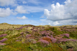 Paarse pollen met bloeiende struikhei (Calluna vulgaris) verspreid over het duinlandschap van de Schoorlse Duinen.