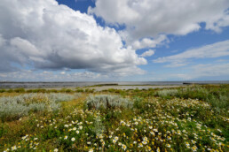 Hollandse wolkenluchten boven bloeiende reukeloze kamille op kwelder van het Kooyhoekschor in de Westelijke Waddenzee (Balgzand) bij Den Helder