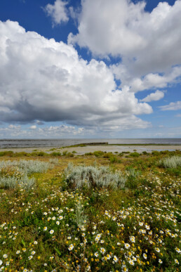 Hollandse wolkenluchten boven bloeiende reukeloze kamille op kwelder van het Kooyhoekschor in de Westelijke Waddenzee (Balgzand) bij Den Helder