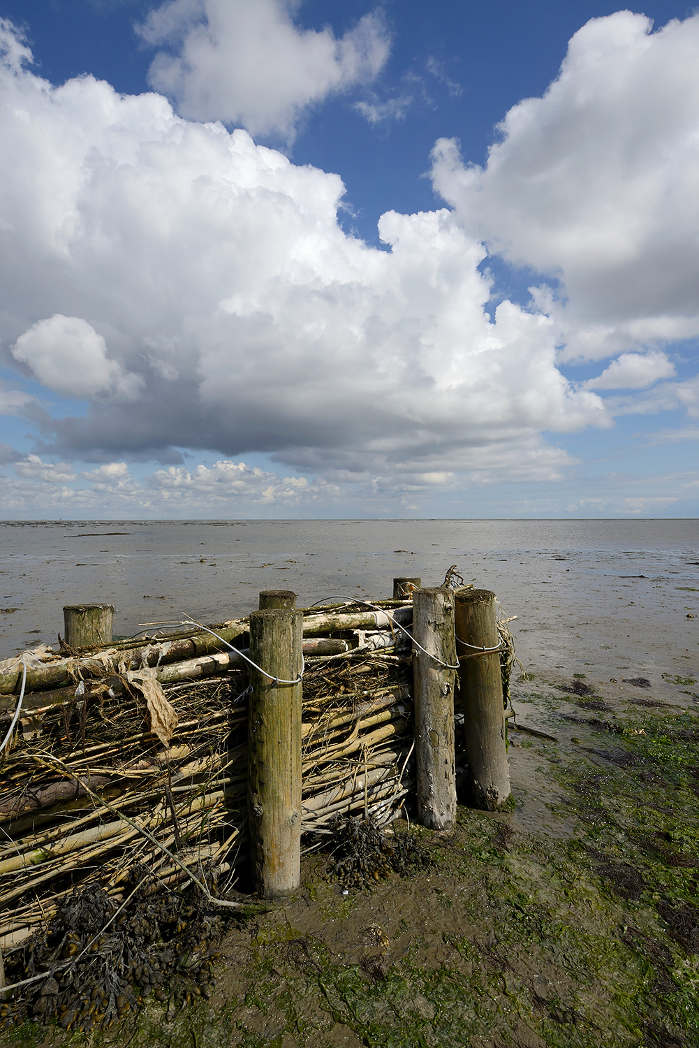 Een rijshouten dam beschermt kwelder tegen afslag tijdens laagwater op het Balgzand bij Den Helder