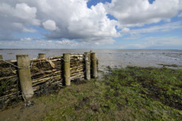 Een rijshouten dam beschermt kwelder tegen afslag tijdens laagwater op het Balgzand bij Den Helder